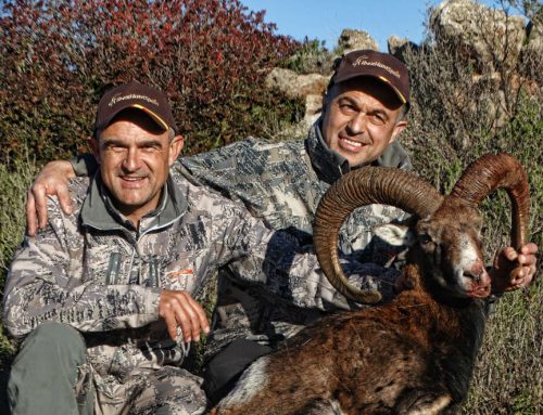 Iberian Mouflon Hunt in Spain –  Iberian Mouflon sheep hunting in Spain .
