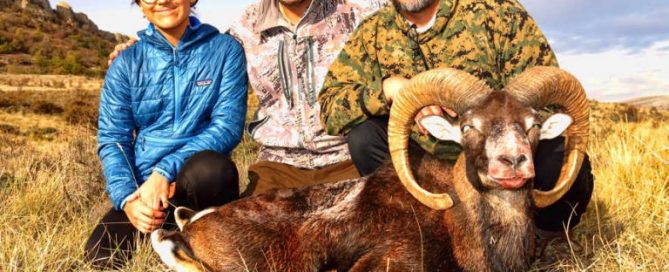 Iberian Mouflon Hunting in Spain