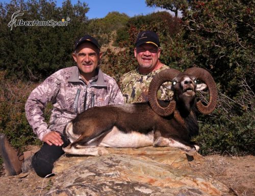 Sierra Nevada Ibex and Iberian Mouflon Hunt
