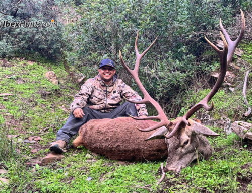 Iberian mouflon – Iberian red deer – southeastern ibex