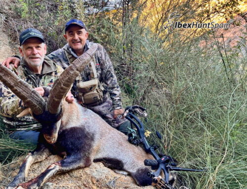 Bow hunting – Spanish ibex grand Slam